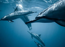 开云体育下载-苏翊鸣，闭幕式旗手！